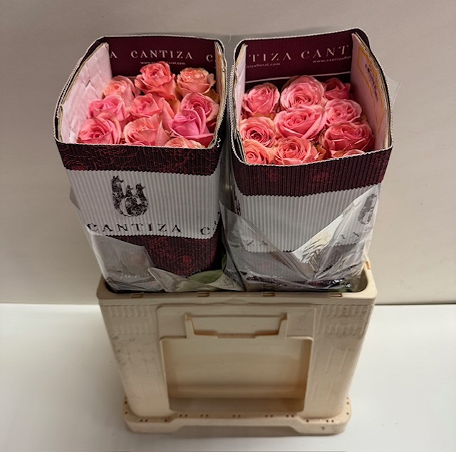 Rosa ec saga CT.jpg